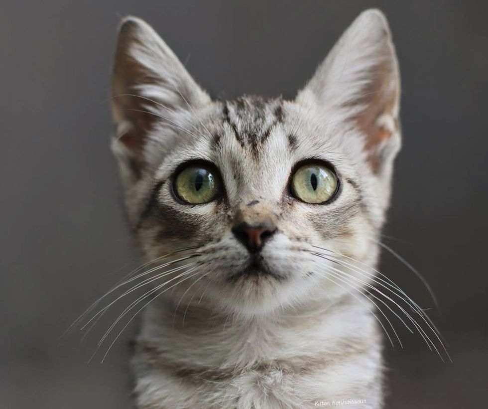tabby kitten big eyes