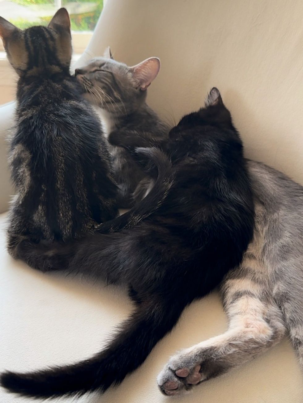 kittens snuggles cat mother