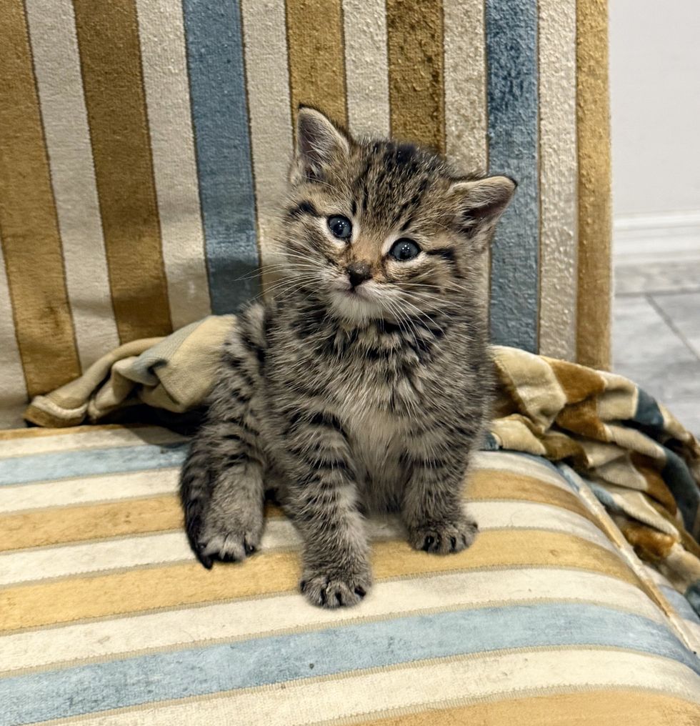 tabby kitten small