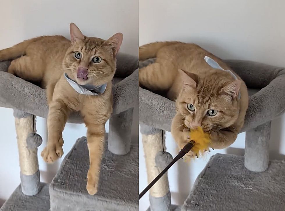 playful cat orange