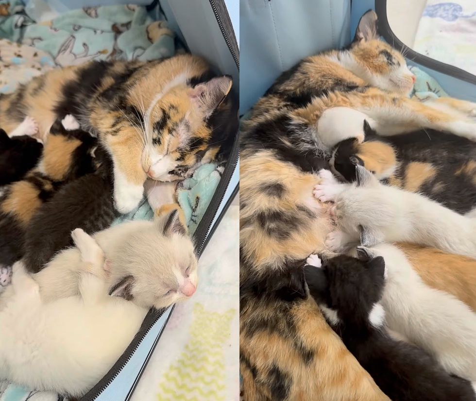 calico mother nursing kittens