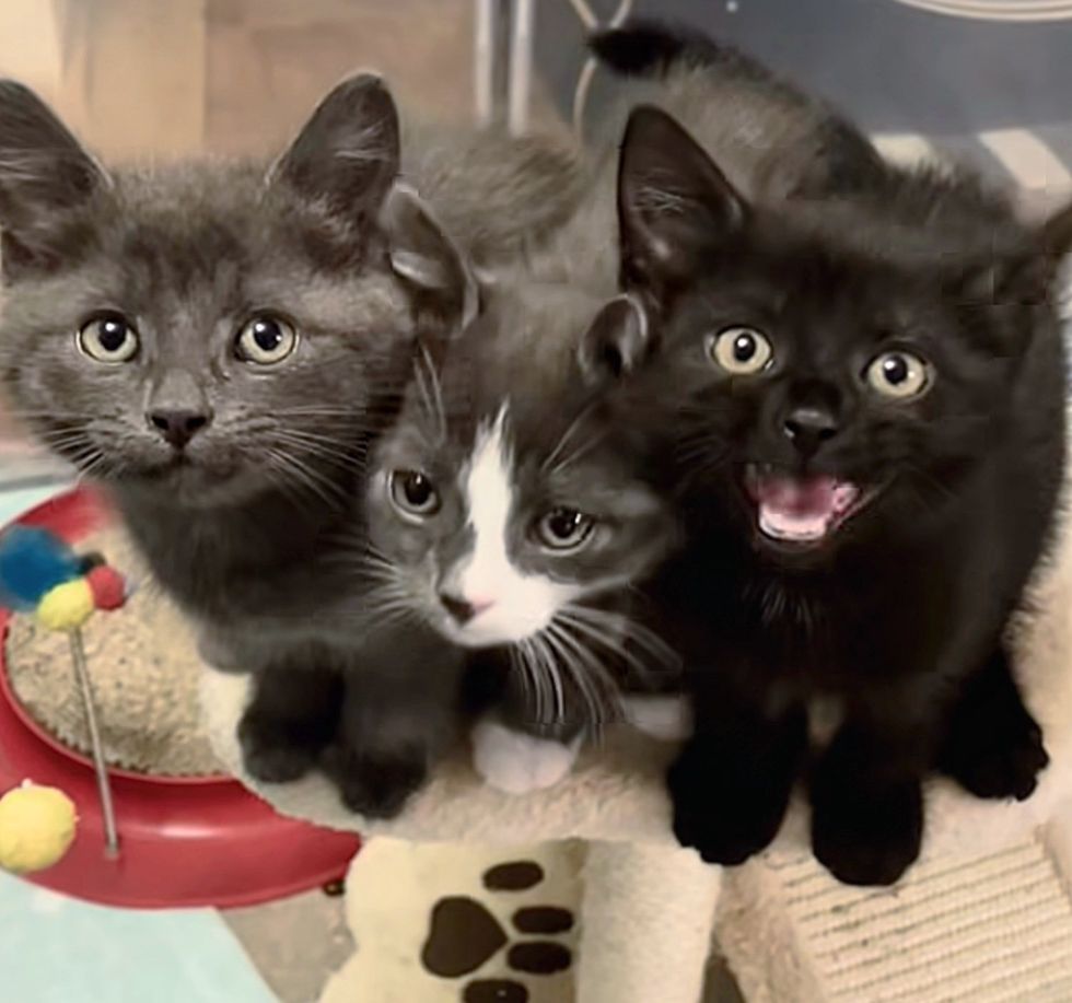 kittens meowing hungry