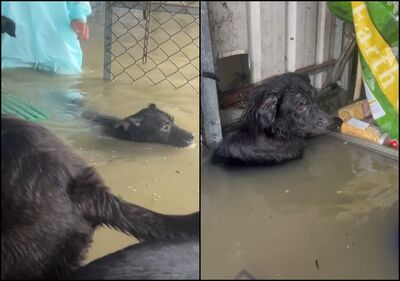 台南「黃媽媽狗園」淹成汪洋！狗狗泡水狂顫抖　畫面讓人超心疼
