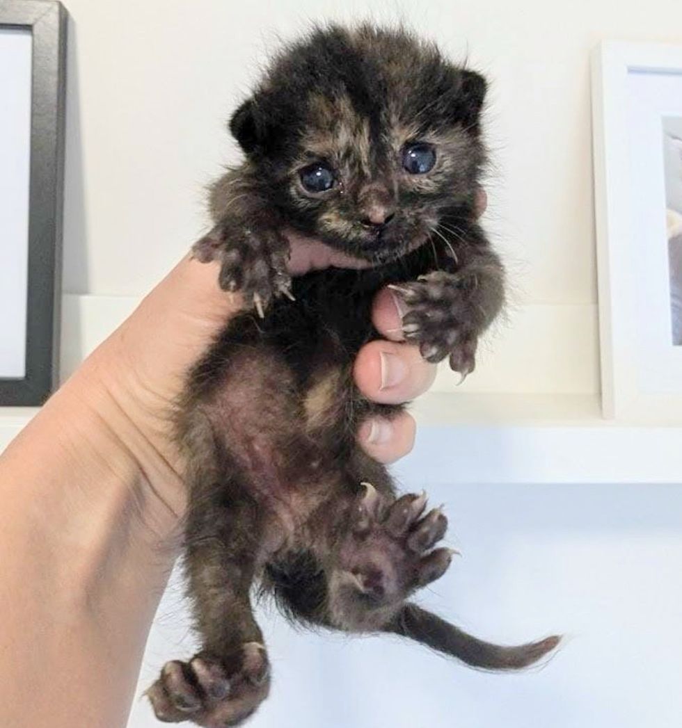 baby tortie kitten