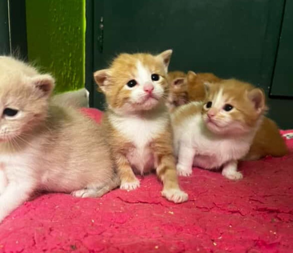 tiny orange kittens