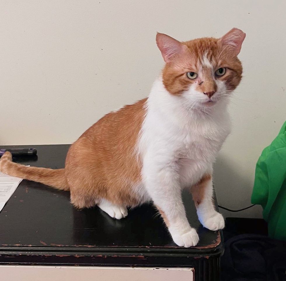 big orange cat house