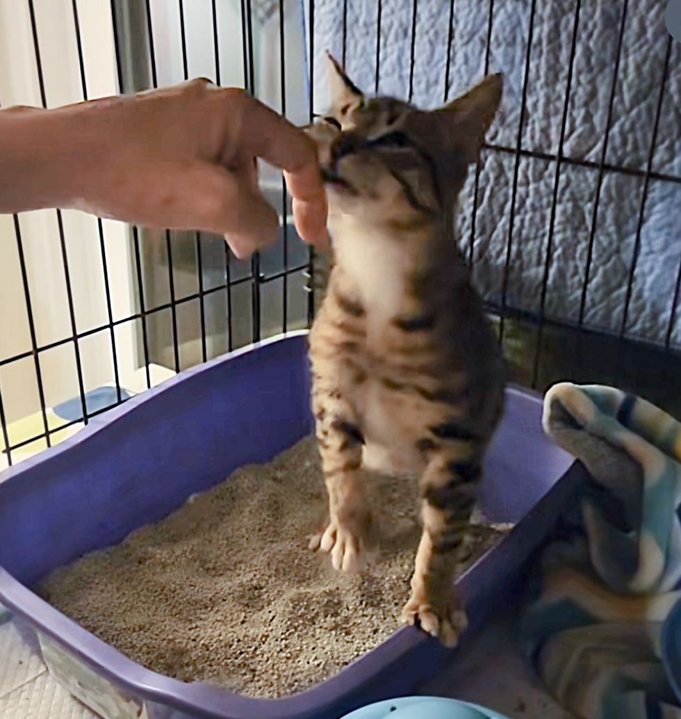 stray kitten warming up