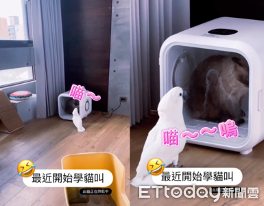 貓咪烘乾中鸚鵡探監「喵喵叫」　網驚呼：分不出真假！