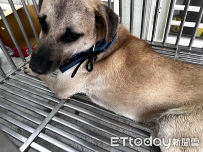 郵差送信被家犬咬斷指！警地上搜撿急送醫...「慣犯」被捕列冊