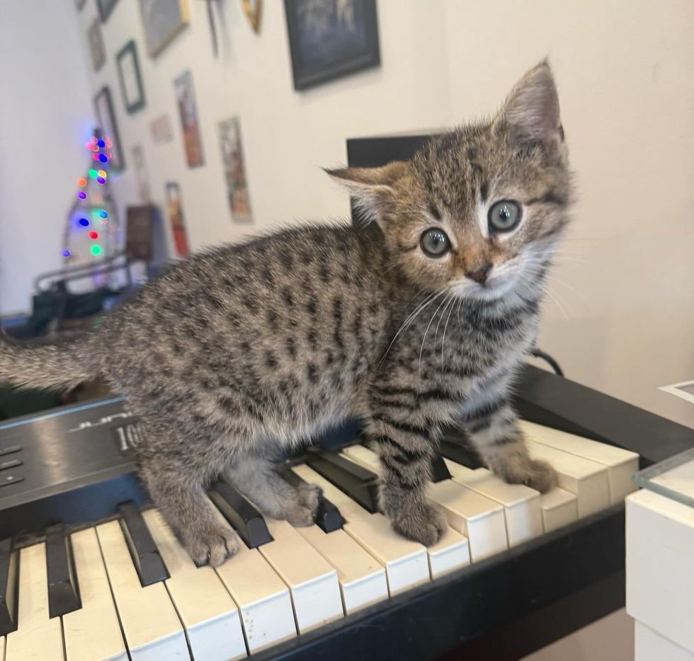 tabby kitten keyboard