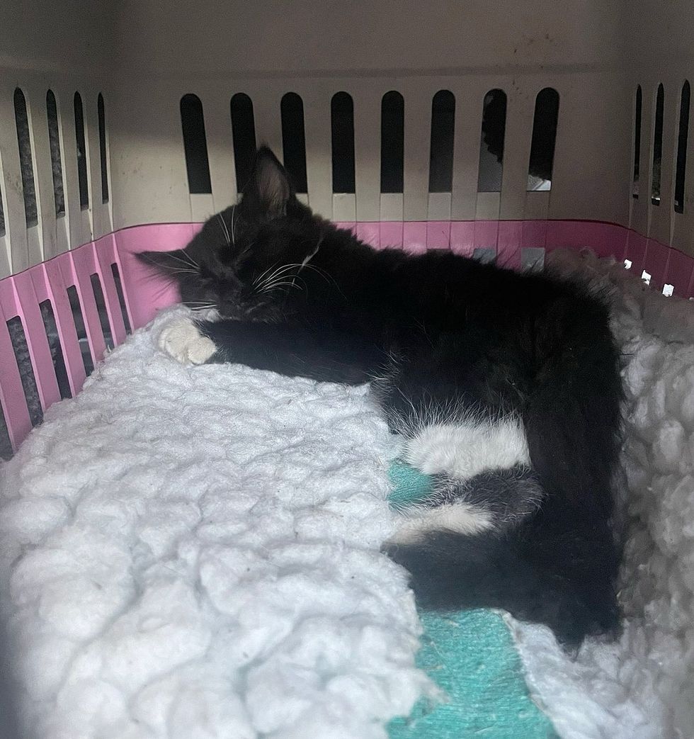 sleeping tuxedo kitten