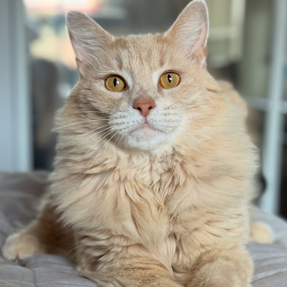 fluffy lion mane cat