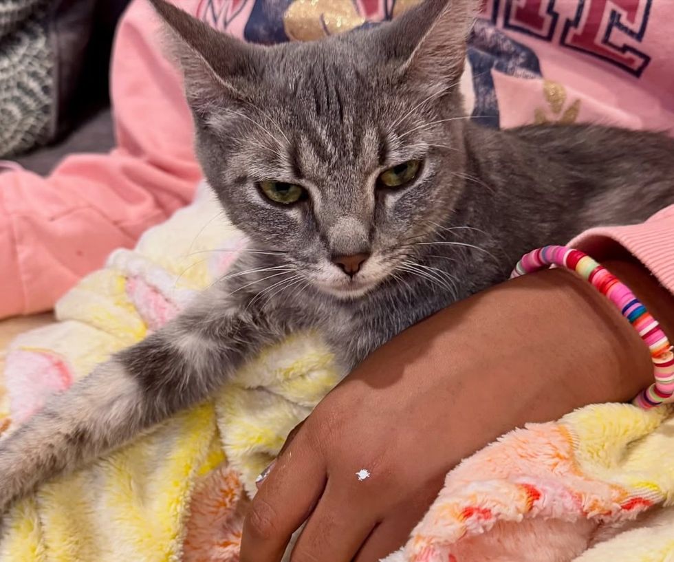 cat gray snuggles arms