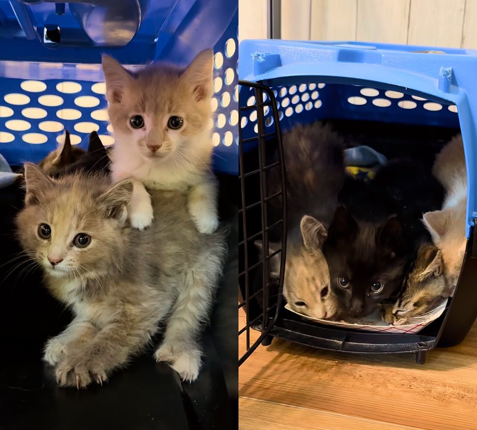 shy kittens hiding carrier