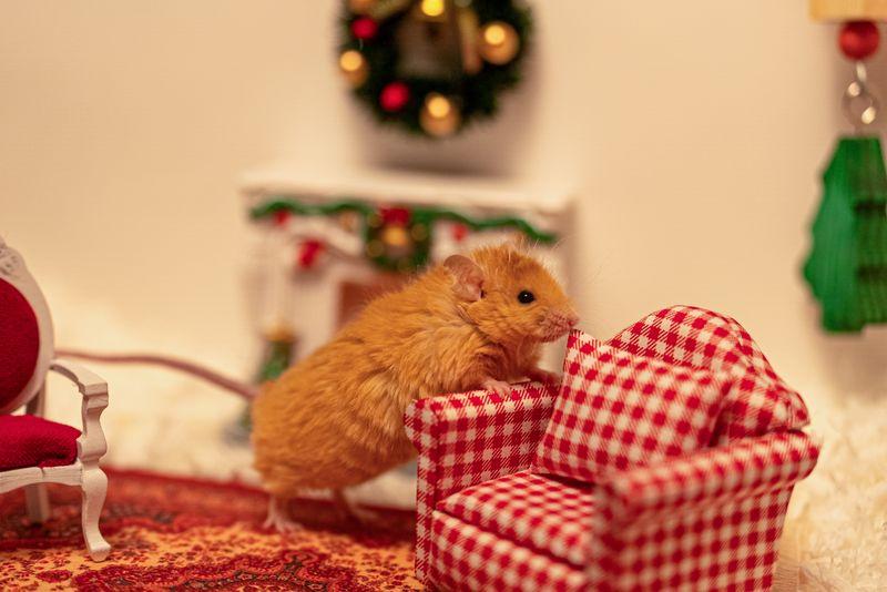 The Woolly Mouse's first Christmas