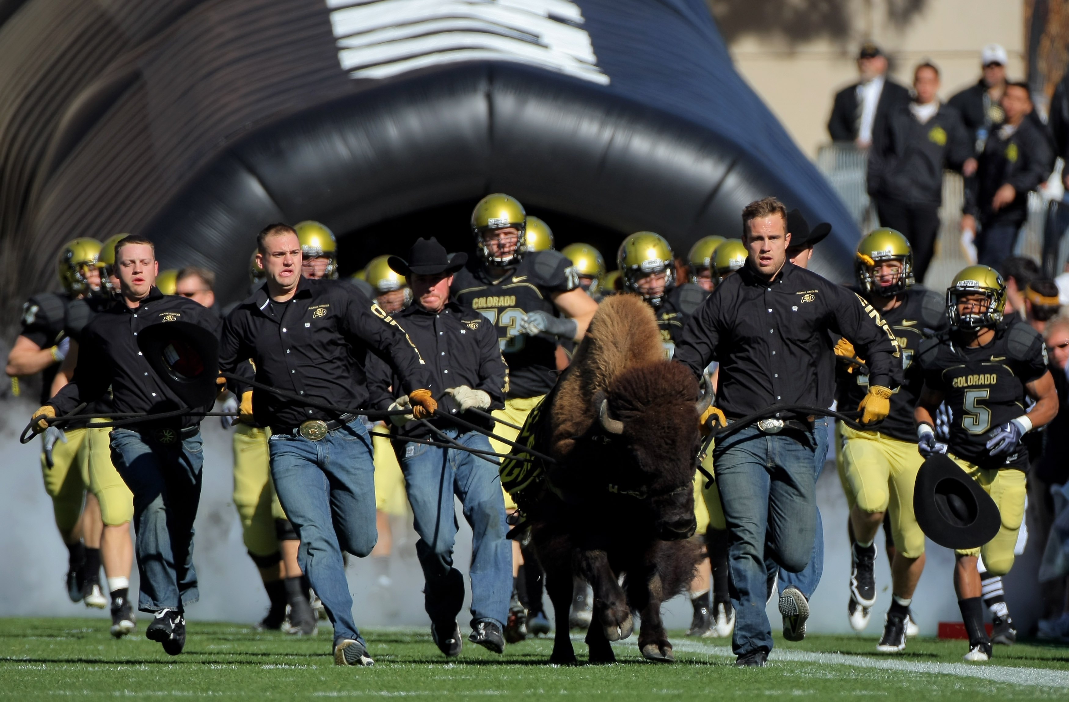 BOULDER, CO - OCTOBER 31: Ralphie V, the mascot of the Colorado Buffaloes leads the team onto the field as they host the Missouri Tigers at Folsom Field on October 31, 2009 in Boulder, Colorado. Missouri defeated Colorado 36-17. (Photo by Doug Pensinger/Getty Images)