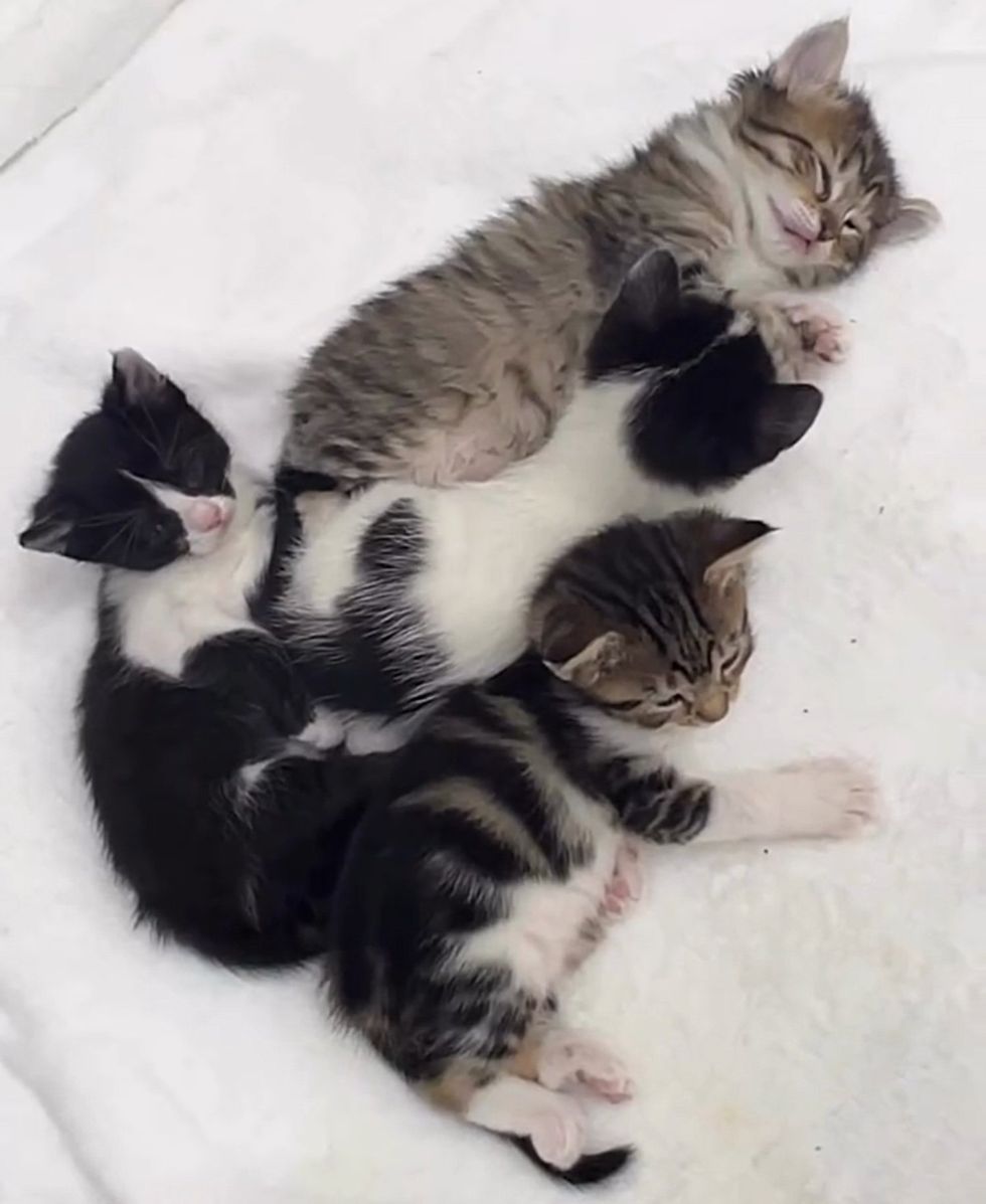 sleeping kittens