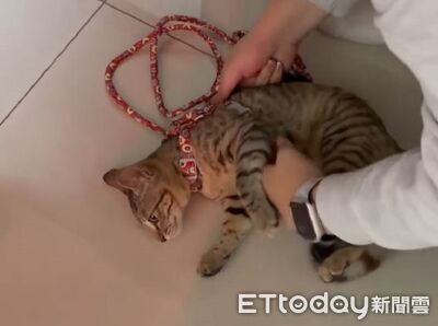 小喵試穿胸背「像中石化術」　軟趴趴突然忘記怎麼走路