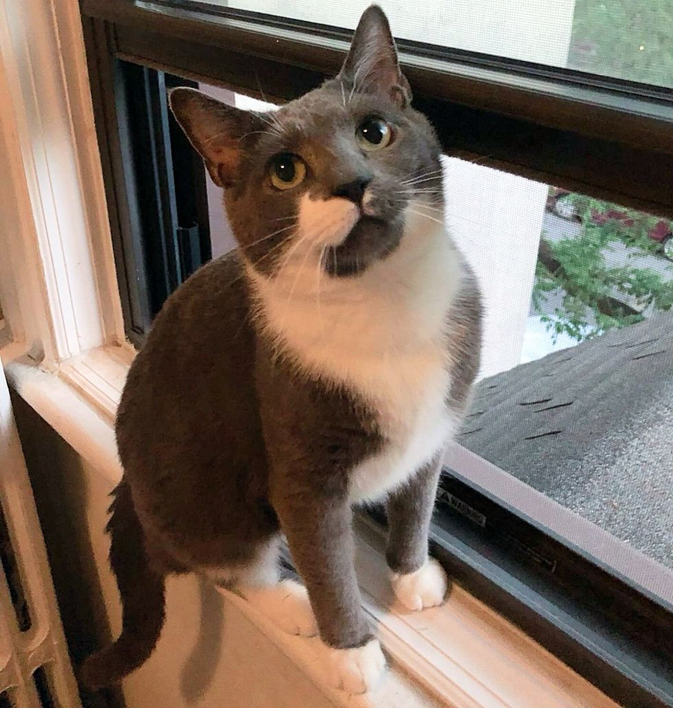 white gray cat window