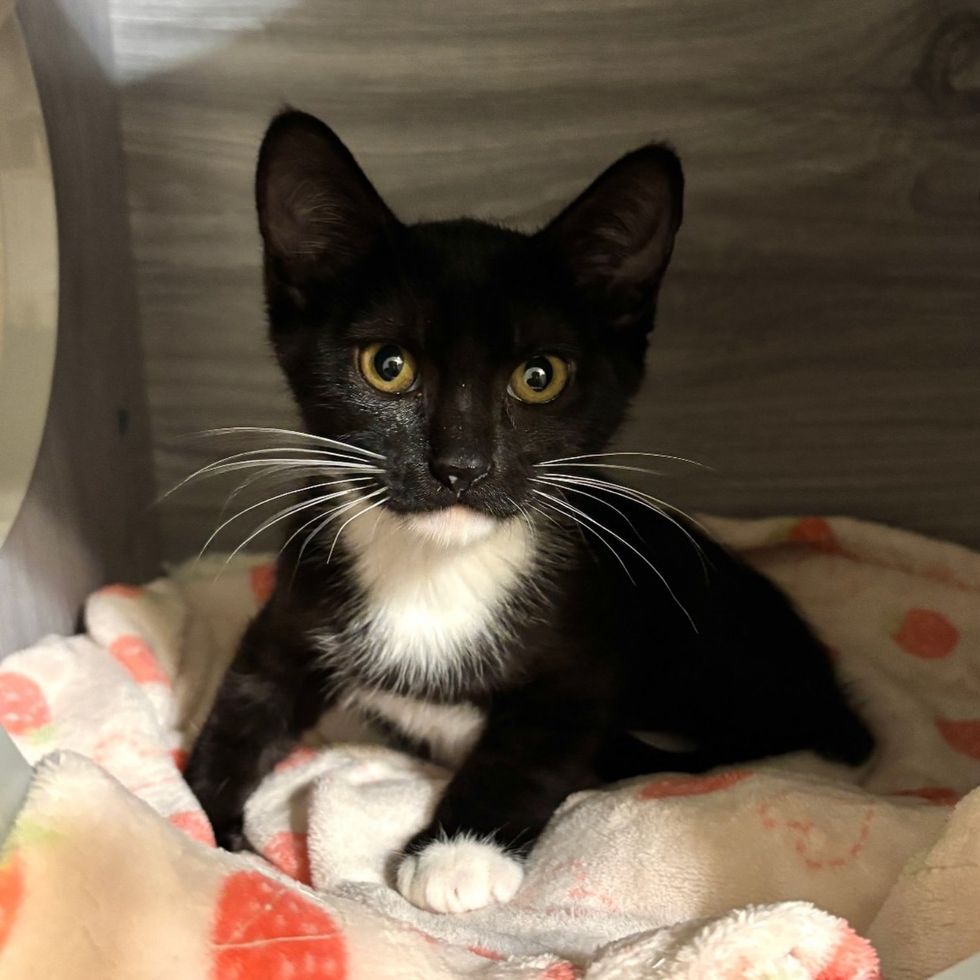 tuxedo kitten bed blankets