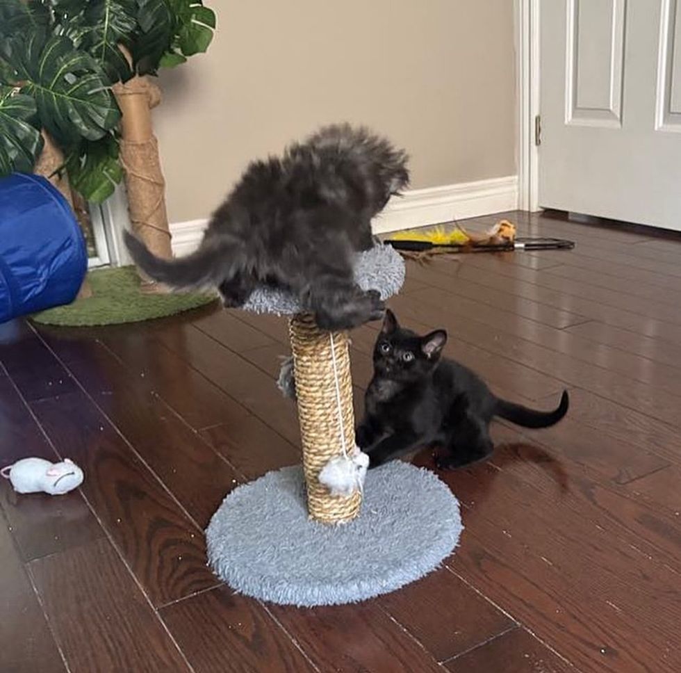 kittens playful room