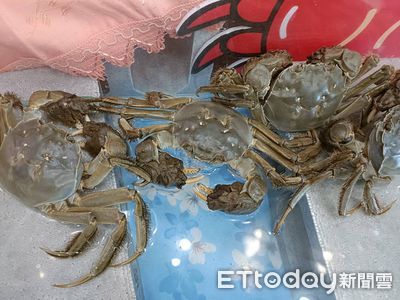 大閘蟹退燒！　養殖戶虧10年「100萬隻剩30萬」