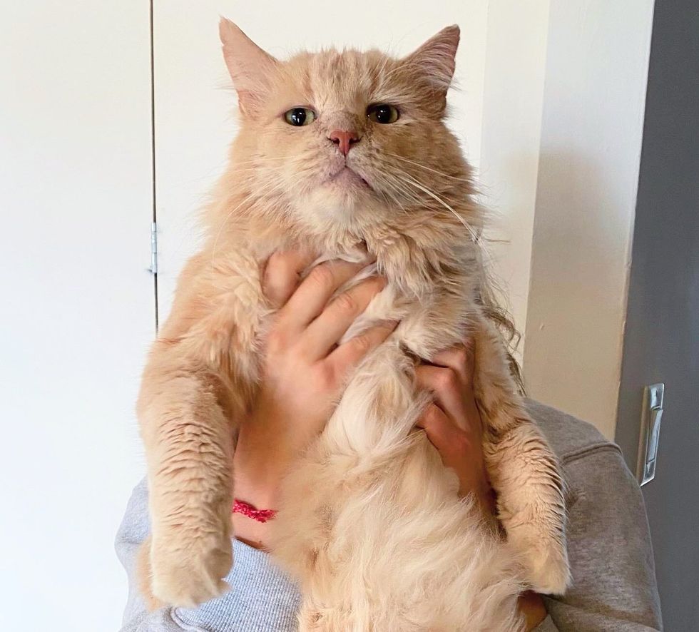 snuggly cream fluffy cat