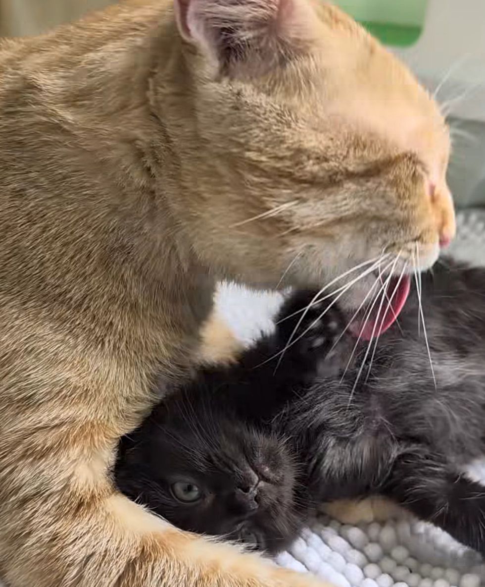 cat snuggles kitten