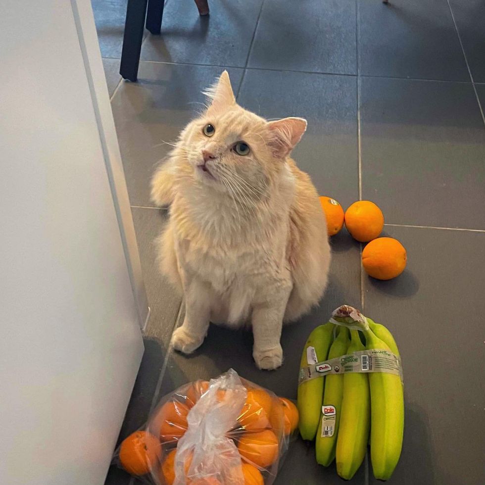 cat fluffy helper grocery