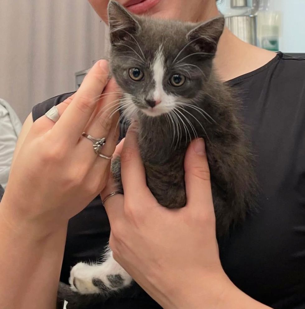 kitten meets students