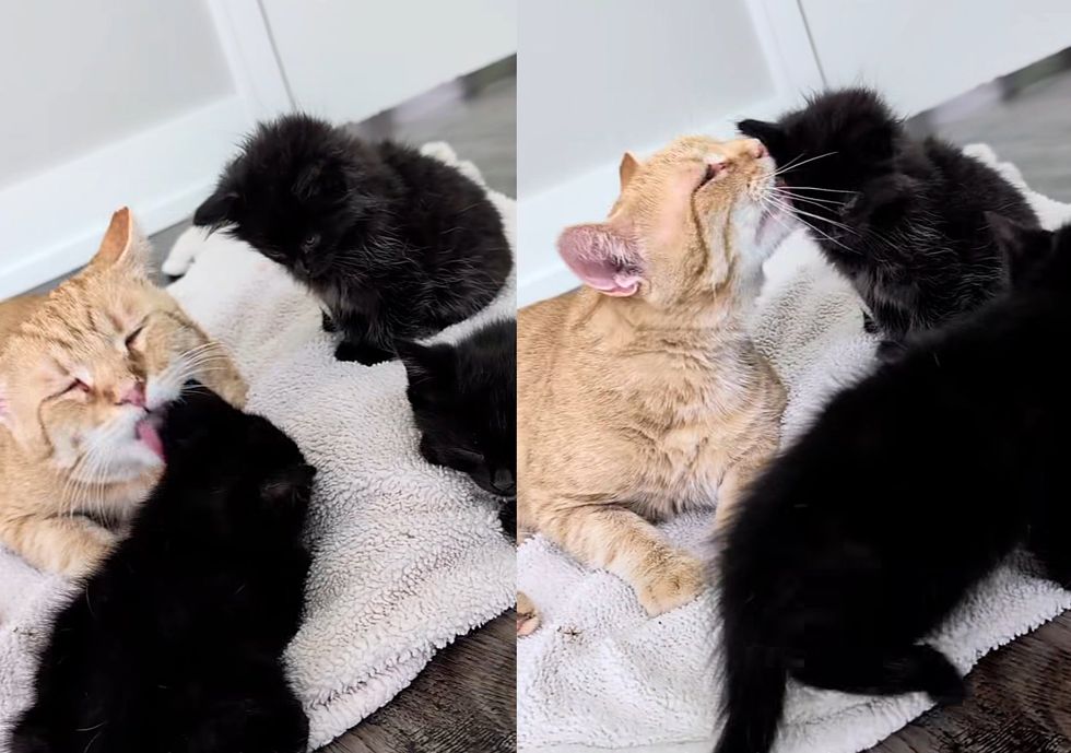 cat cleans kittens