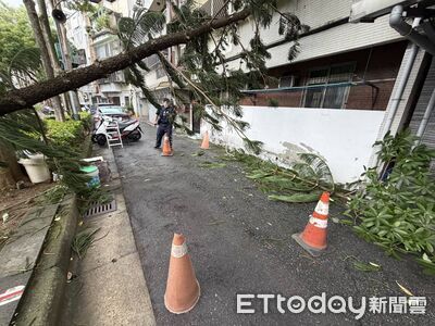 鳳凰颱風襲台！北投立農公園大樹遭強風吹斷　倒向民宅窗外