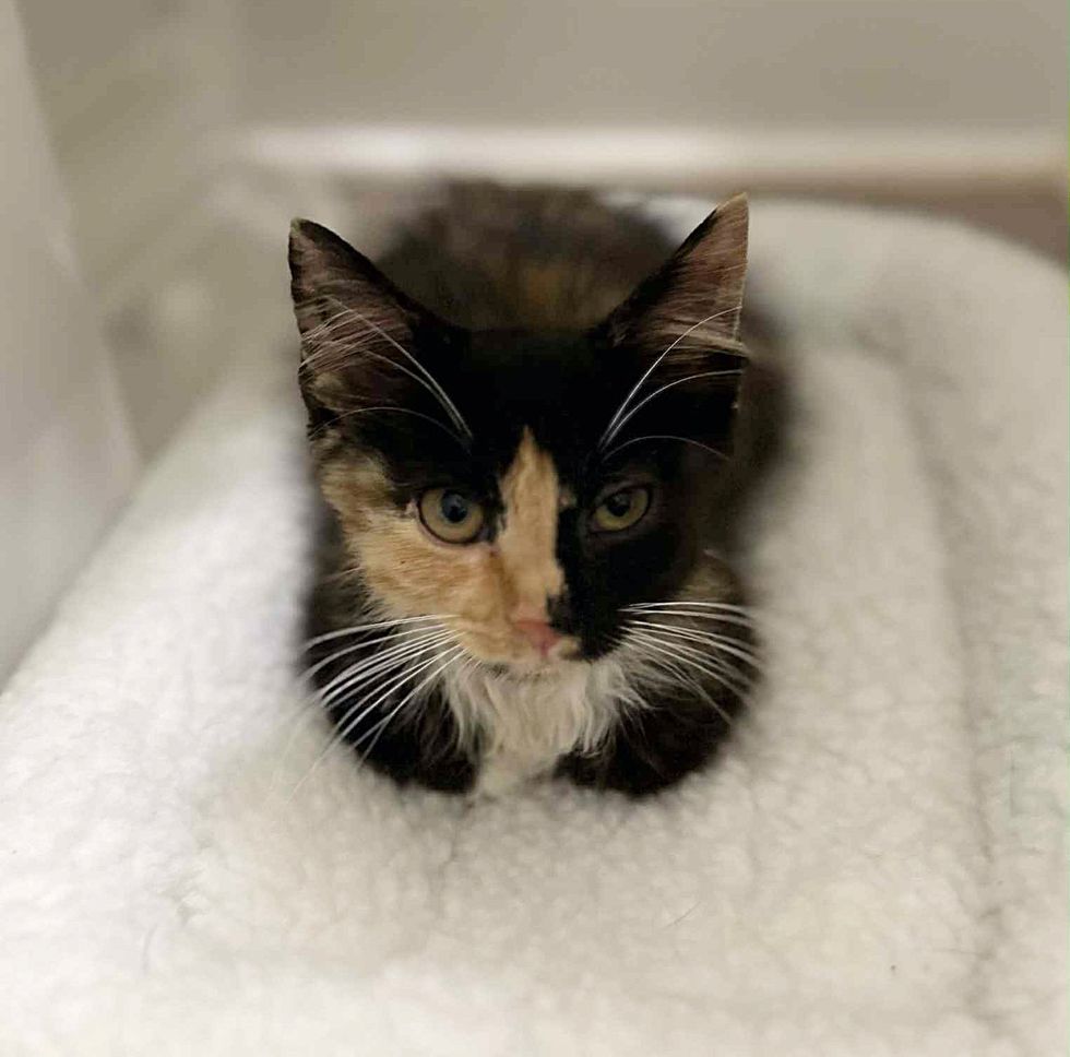calico kitten perfect loaf