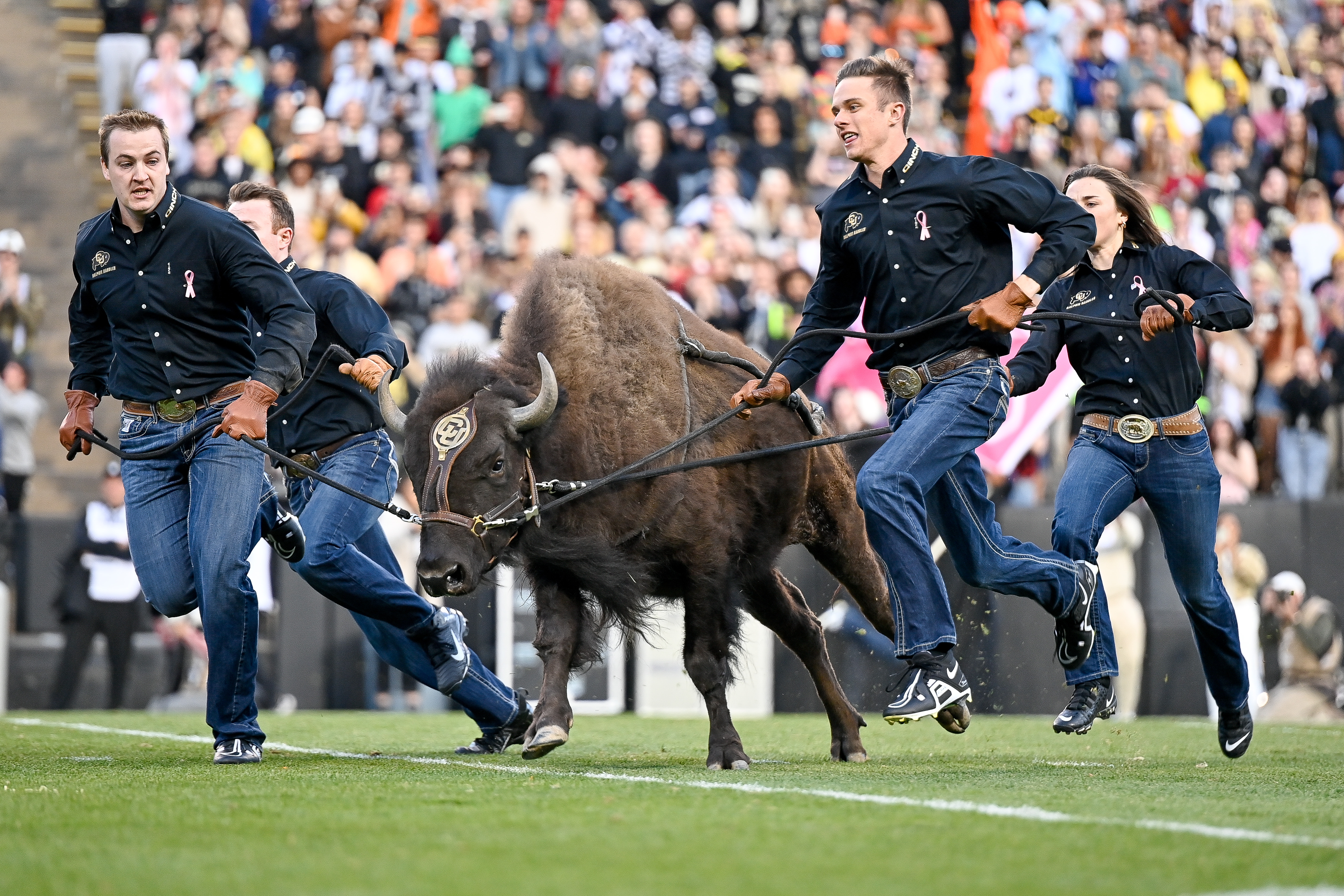 BOULDER, CO - OCTOBER 29: Colorado Buffaloes live mascot Ralphie is run accorss the field by handlers before a game between the Colorado Buffaloes and the Arizona State Sun Devils at Folsom Field on October 29, 2022 in Boulder, Colorado. (Photo by Dustin Bradford/Getty Images)