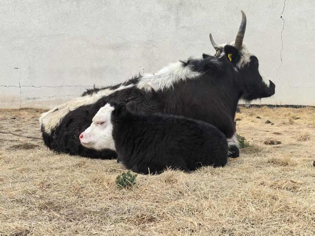 克隆犏牛(前)和受体母犏牛(后)