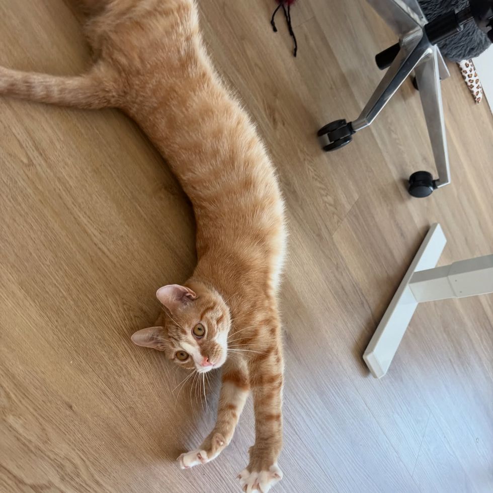 tabby orange cat stretching