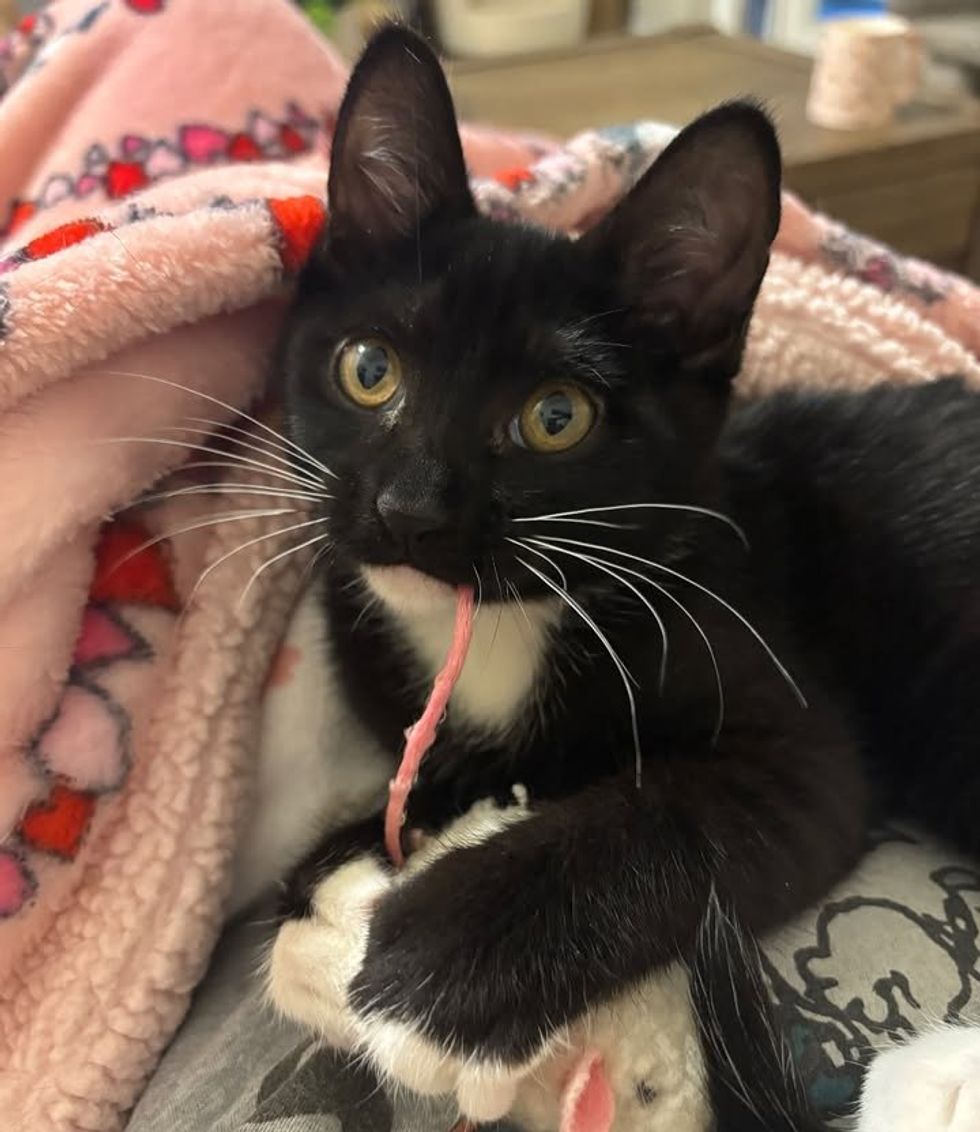 tuxedo kitten playful toy