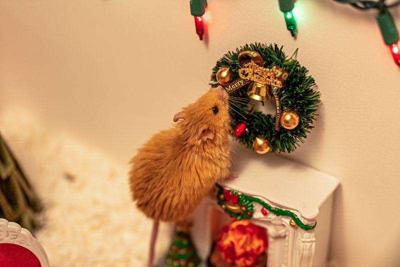 The Woolly mouse celebrates his first Christmas