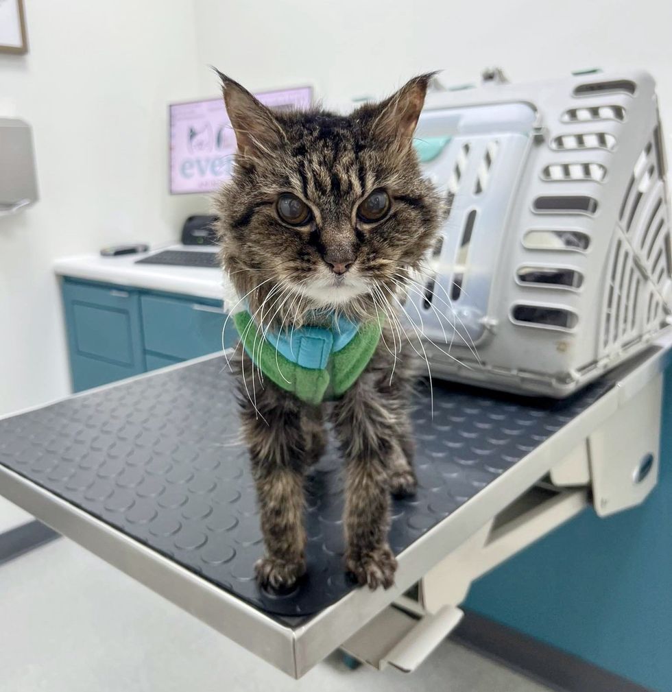 older cat vest vet
