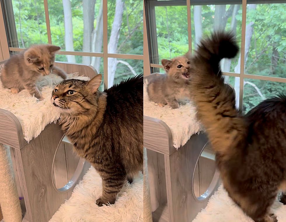 fluffy cat playful kitten