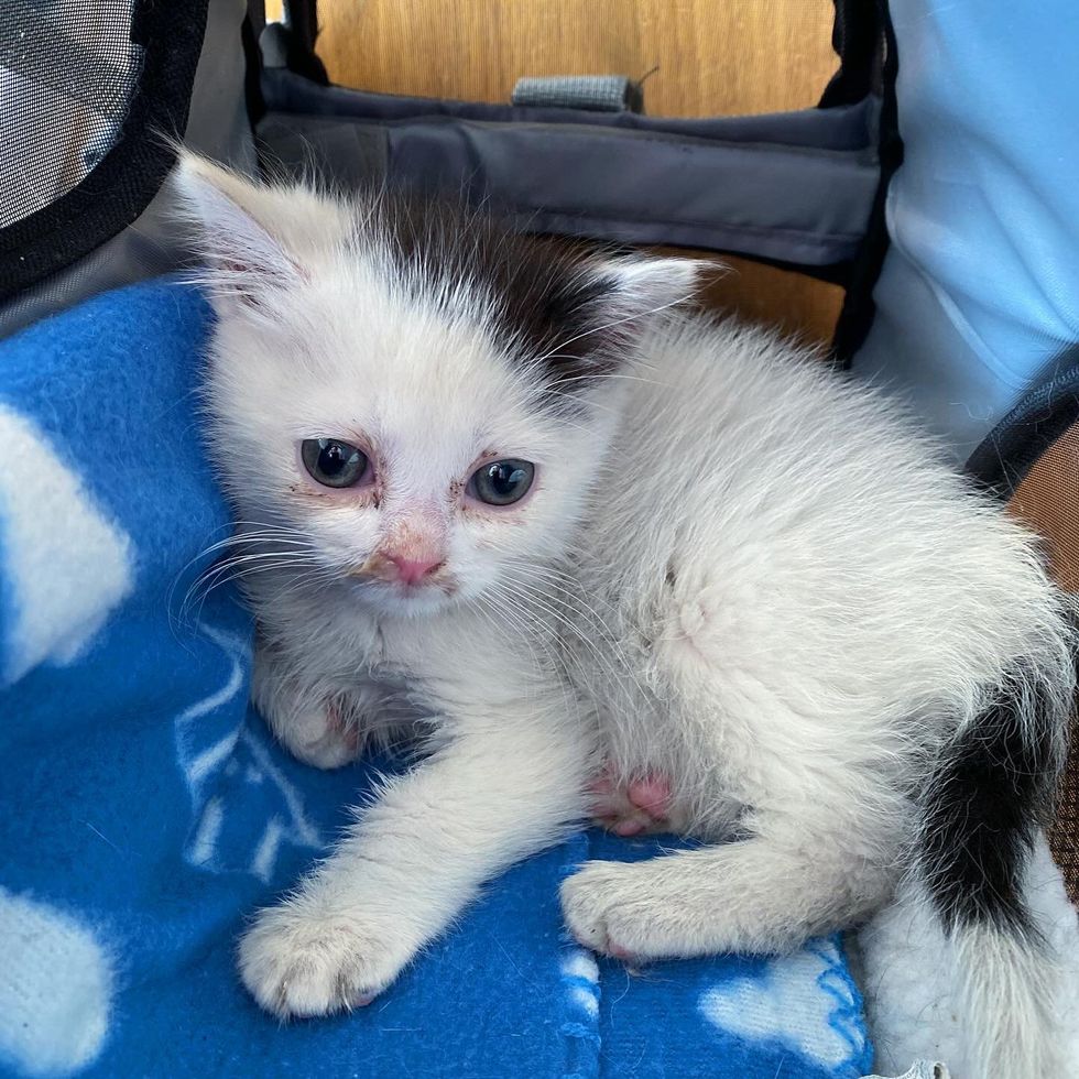 stray kitten safe