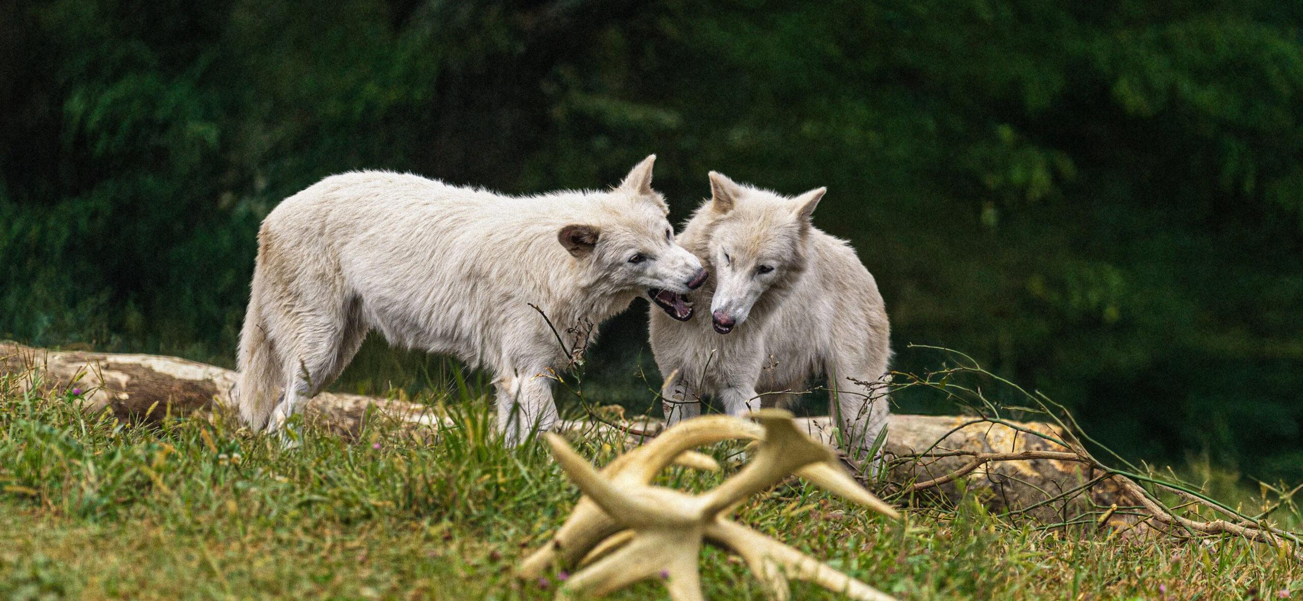 Romulus and Remus celebrate 1st birthday