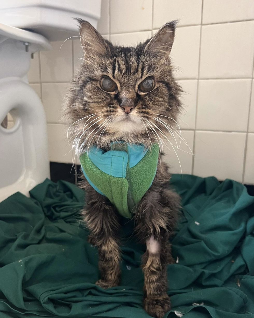 senior cat home warm