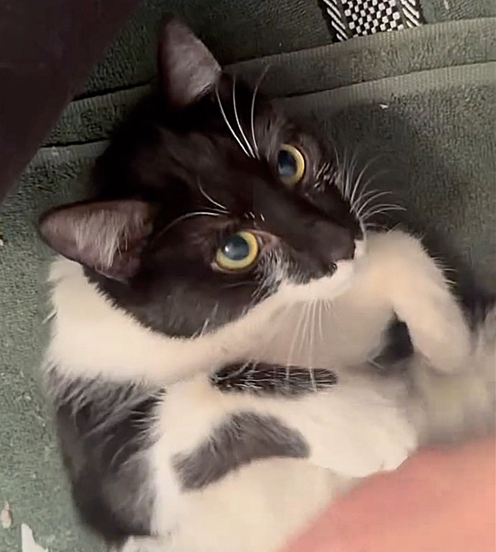 cat foster home snuggles