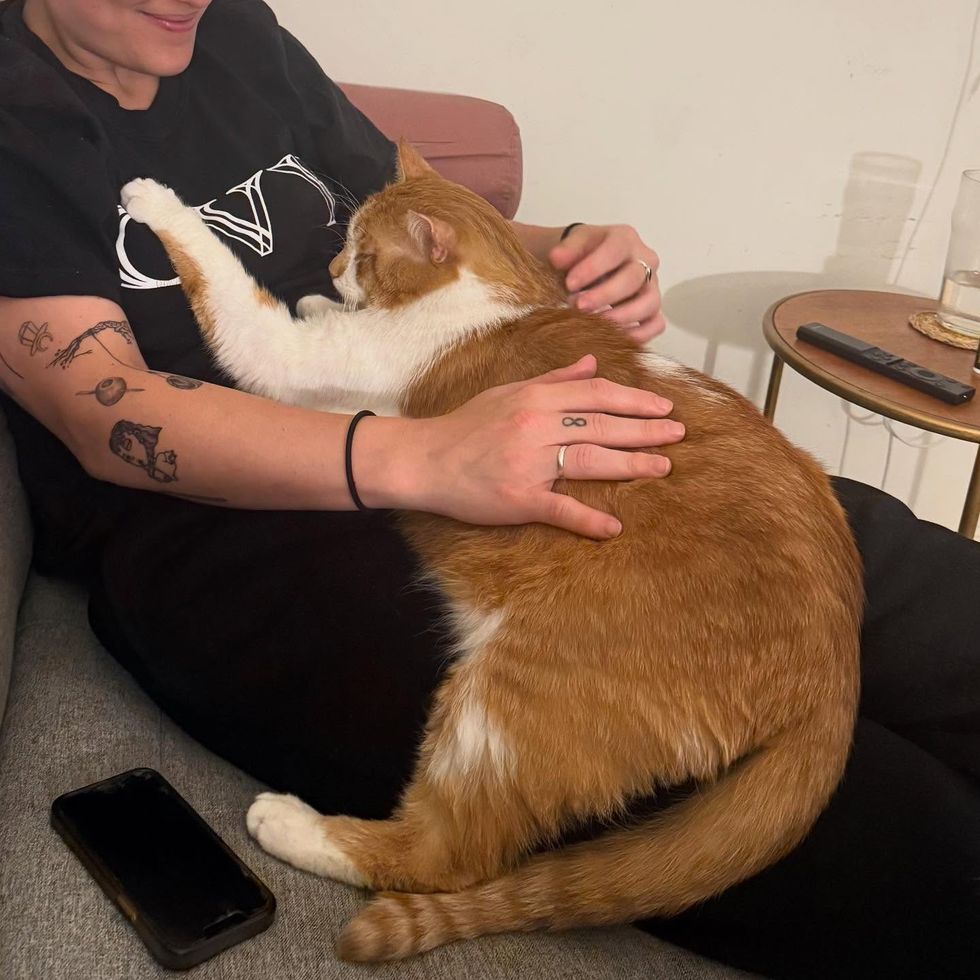 snuggly orange lap cat