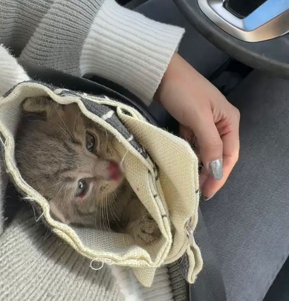kitten wrapped lap safe