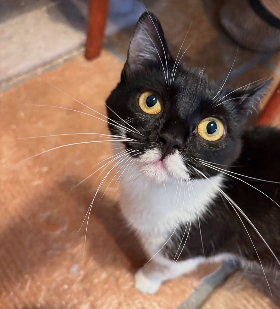 tuxedo cat long whiskers