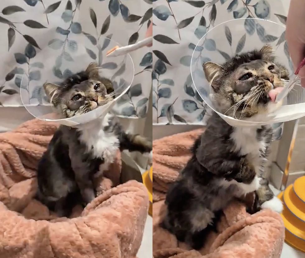cat cone feeding