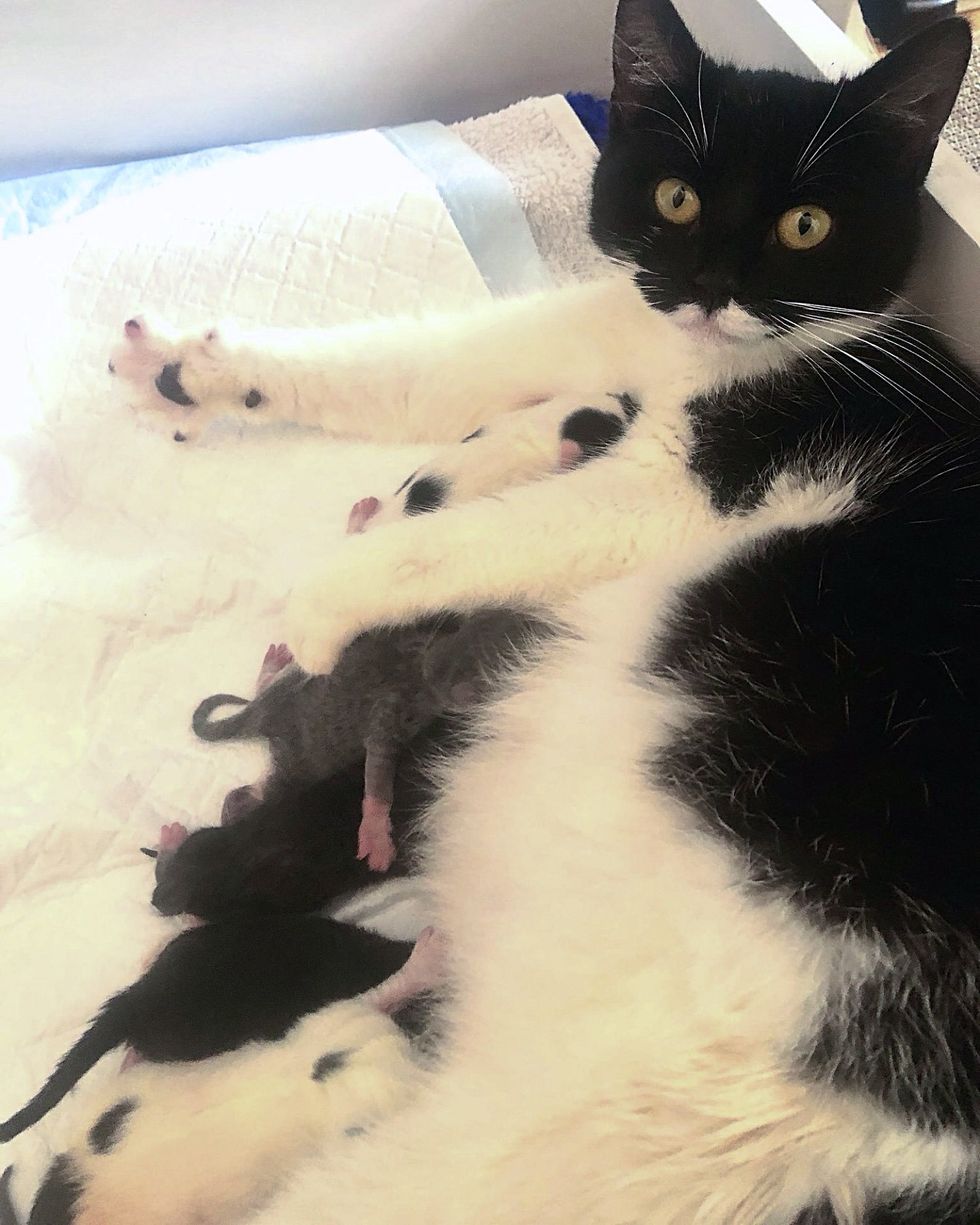 cat mother nursing kittens
