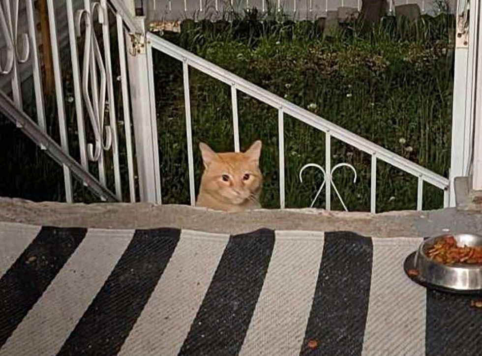 stray cat porch food